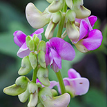 Vigna frutescens